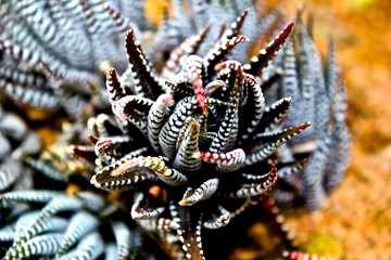 Cactus plant in sand
