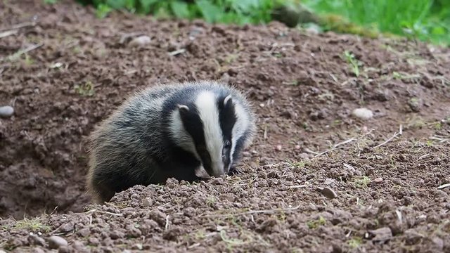 European badger, Meles meles, single cub at sett, Warwickshire, May 2018