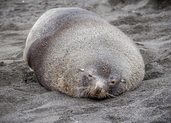 Female elephant seal rests during mating season.