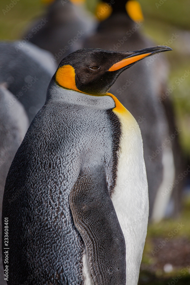 Wall mural portrait of king penguin with mating colors.