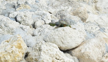 Iguana at the Florida Keys in winter time