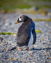 Gentoo penguin turning head.