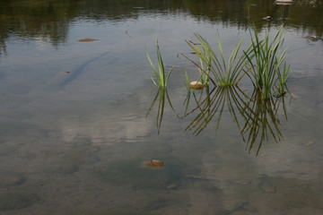 reflection of grass in water