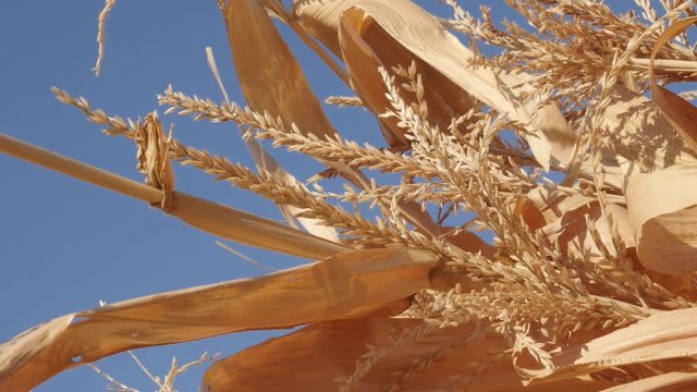 Yellow dry corn stover after harvest slow motion video