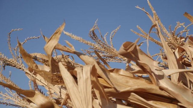 Slow motion corn stover after harvest close-up video