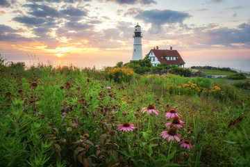 Fototapeta na wymiar Flowers at Fort Williams Park with Portland Head Light in the background 