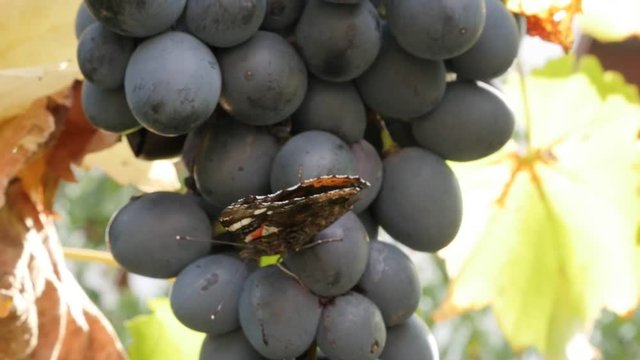 Red admiral Vanessa atalanta butterfly on grapevines slow-mo video