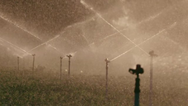 Slow motion of many impact sprinklers irrigating a field during sunset