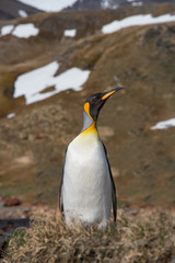 King Penquin on island of South Georgia near Antarctica.