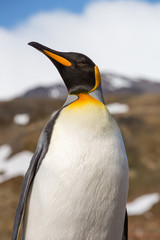 King Penguin in spring breeding colors near Antarctica.