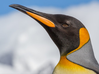 King Penguin closeup portrait left .