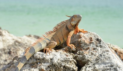 Iguana at the Florida Keys in winter time