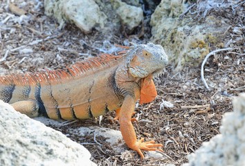 Iguana at the Florida Keys in winter time
