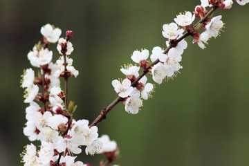 Cherry tree in bloom