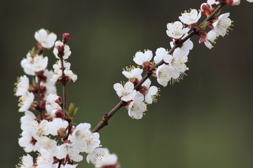 Cherry tree in bloom