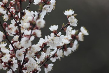 Cherry tree in bloom