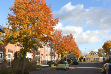 beautiful row of orange and yellow colored trees in the street in a village in autumn at a sunny day