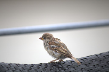sparrow