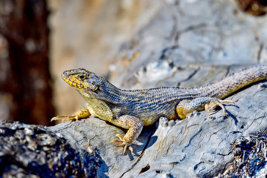 Northern curly-tailed lizard basking under afternoon sun.