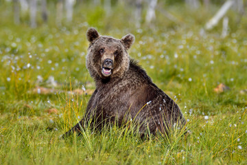 Fototapeta premium Brown bear