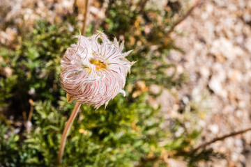 Close up of Western anemone (Anemone occidentalis) gone to seed on the slopes of Sierra Nevada mountains, Sequoia National Park, California