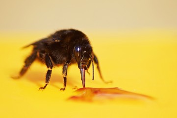 feeding bumblebee