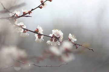 Cherry tree in bloom