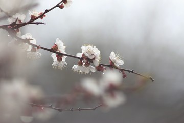 Cherry tree in bloom