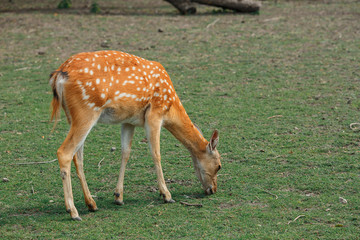 spotted deer eating grass