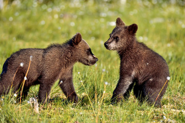 Obraz na płótnie Canvas Brown bear cub