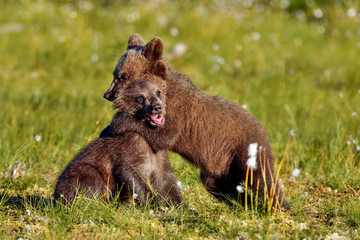 Brown bear cubs © hakoar