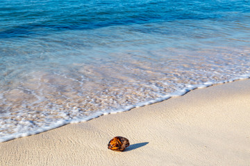 A coconut on an empty sandy beach, on the island of Barbados