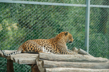 the leopard lies in a zoo