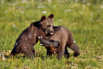 Brown bear cubs © hakoar