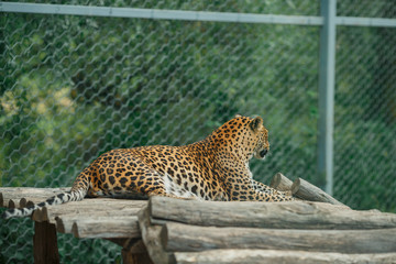 the leopard lies in a zoo