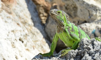 Iguana at the Florida Keys in winter time
