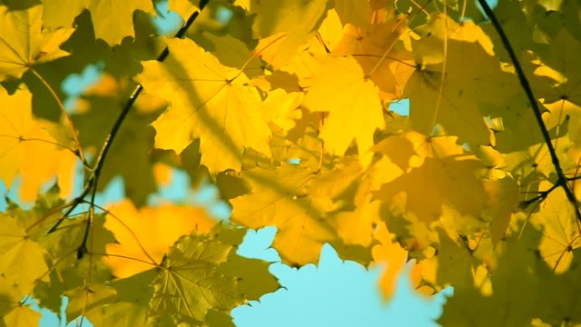 Yellow leaf on branch on background of blurred yellow leaves and blue sky close-up autumn day. Autumn Leaves swinging on tree. Beautiful autumn natural backdrop. Sunny warm autumn concept.