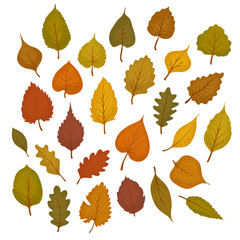 Colorful Vector Set of Hand Drawn Textured Different Autumn Leaves