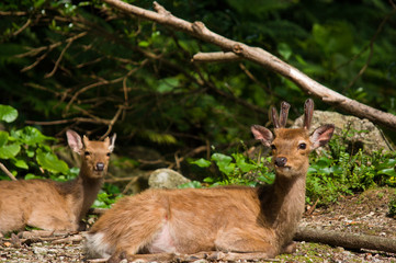 YAKUSHIMA　ヤクシカ