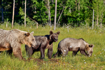 Fototapeta premium Brown bear