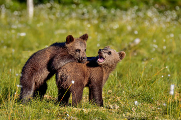 Fototapeta premium brown bear cubs