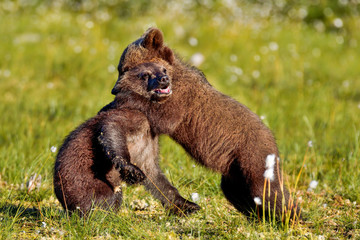 Brown bear cubs © hakoar