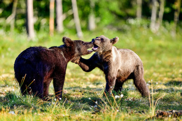 Fototapeta premium Brown bear yearlings