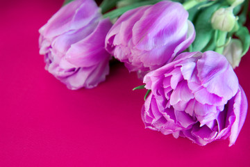 pink tulips on background