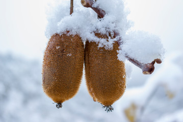 Kiwi fruits in snow