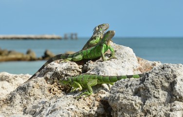 Iguana at the Florida Keys in winter time