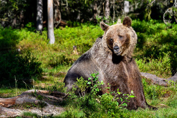 Brown bear