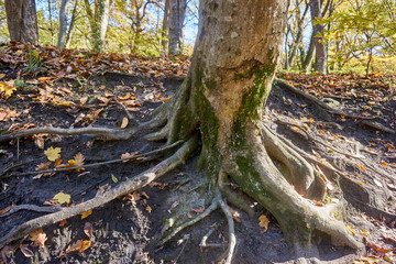 The roots of old trees, covered with moss and autumn leaves, creep on the earth in different directions and create a fabulous landscape in a magical forest. Nature concept for design