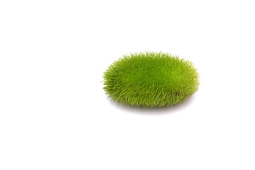 Cucumis africanus African Wild Cucumber. Wild cucumber native to Africa produces small 1½ by 3½ inch fruits that look like prickly greenish cucumbers striped in light green or yellow, Isolated.