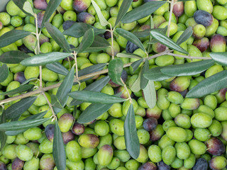 La ceuillette des olives de Provence